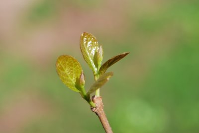 Sinocalycanthus chinensis - sazaníkovec čínský - jarní listy